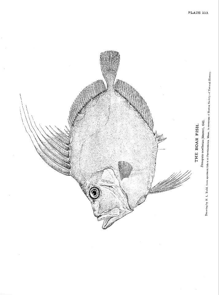 n259_w1150
