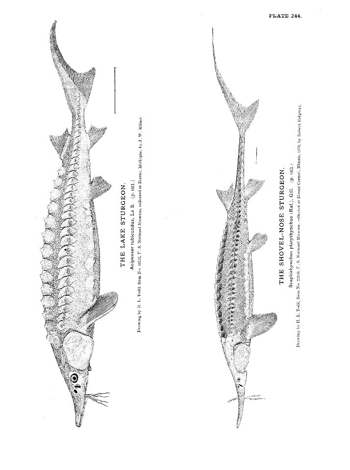 n543_w1150