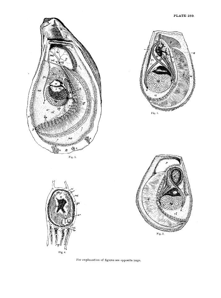 n575_w1150