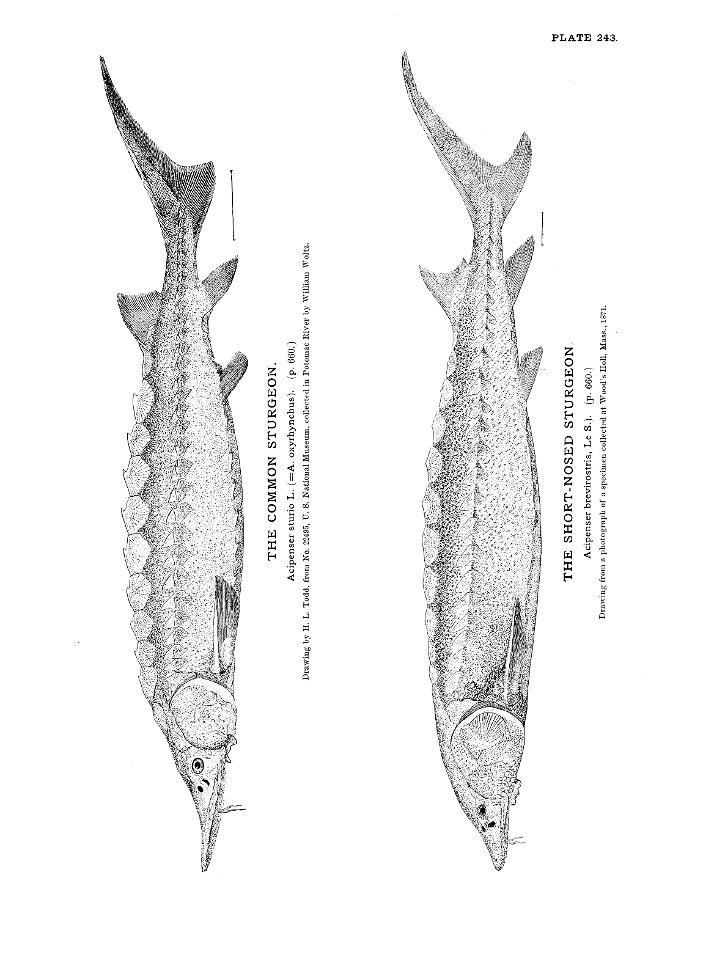 n541_w1150