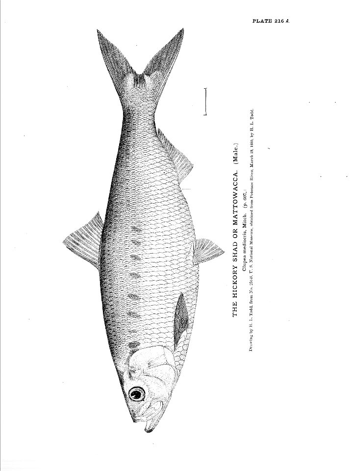 n481_w1150