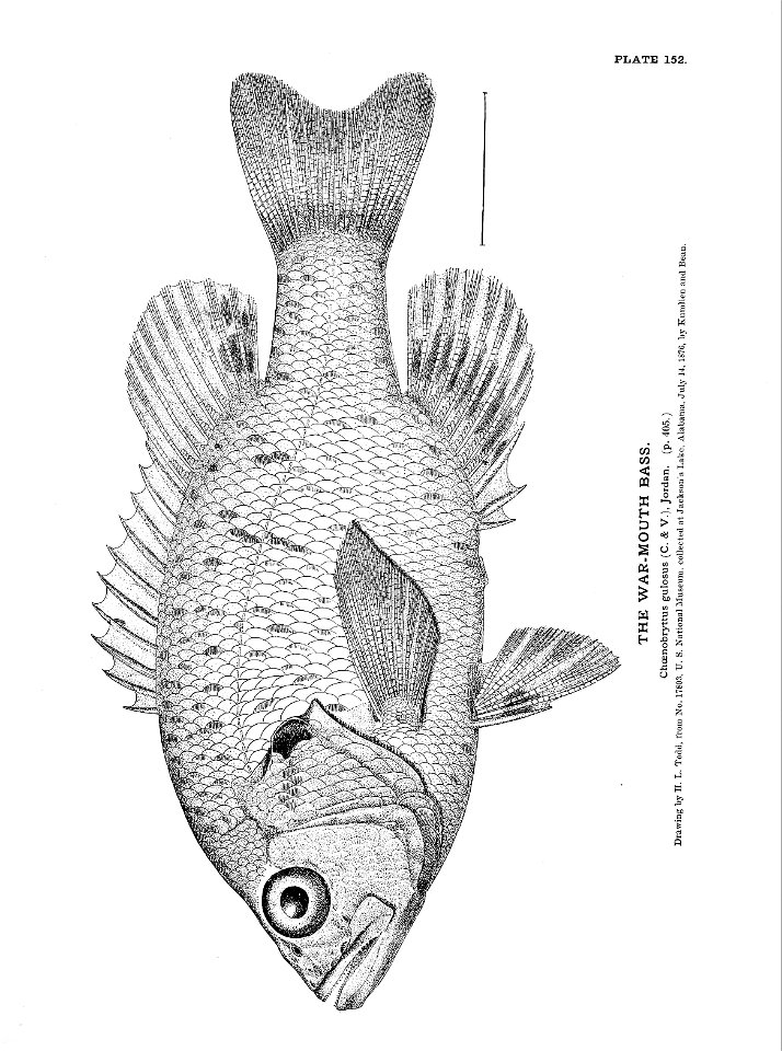 n339_w1150