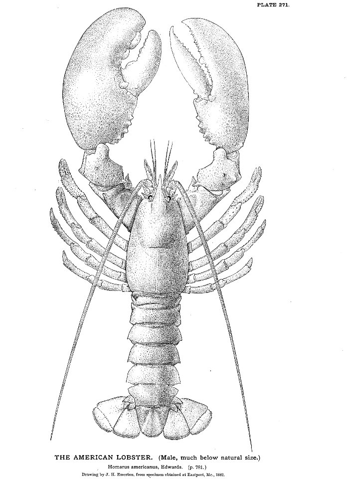n599_w1150