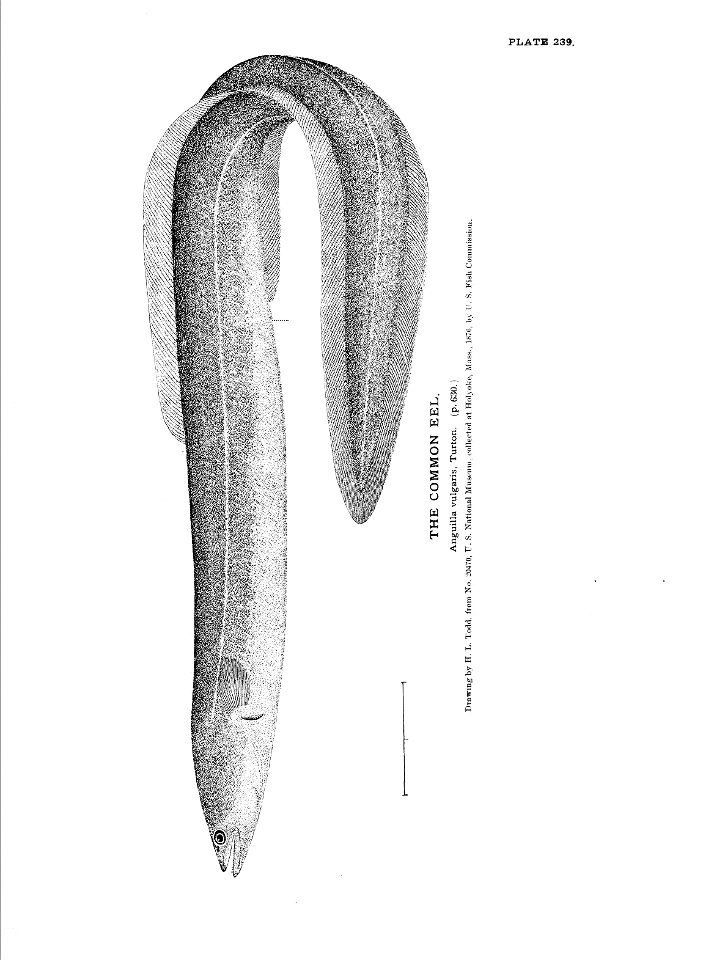 n533_w1150