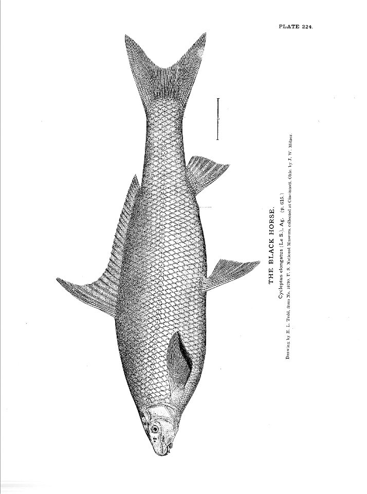 n503_w1150