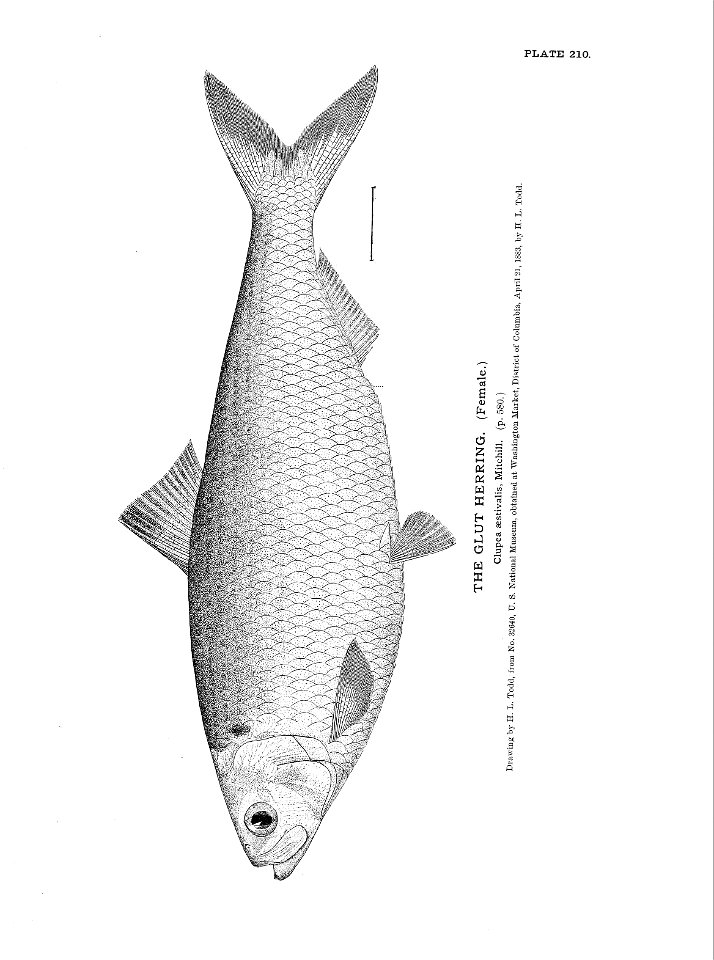 n467_w1150
