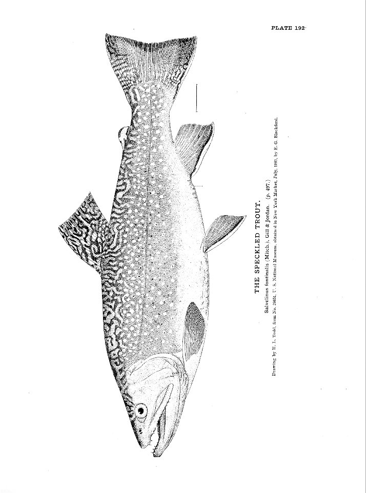 n427_w1150