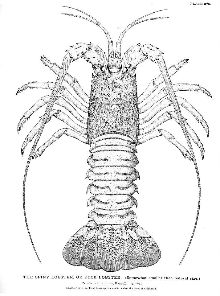n597_w1150