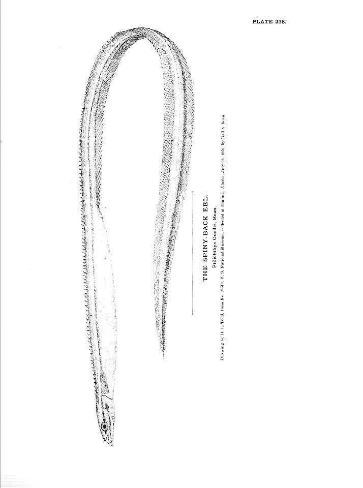 n531_w1150