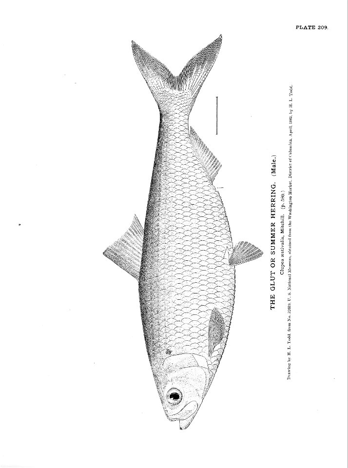 n465_w1150