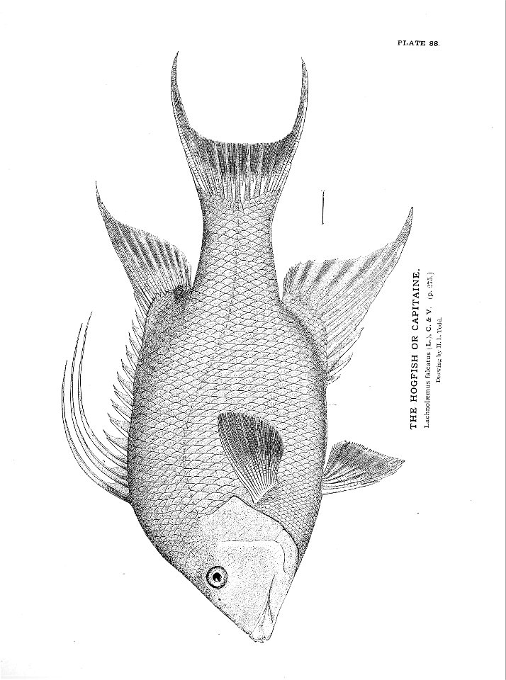 n207_w1150