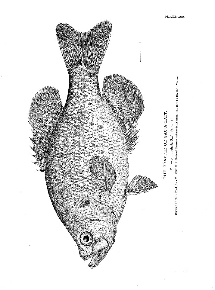 n355_w1150