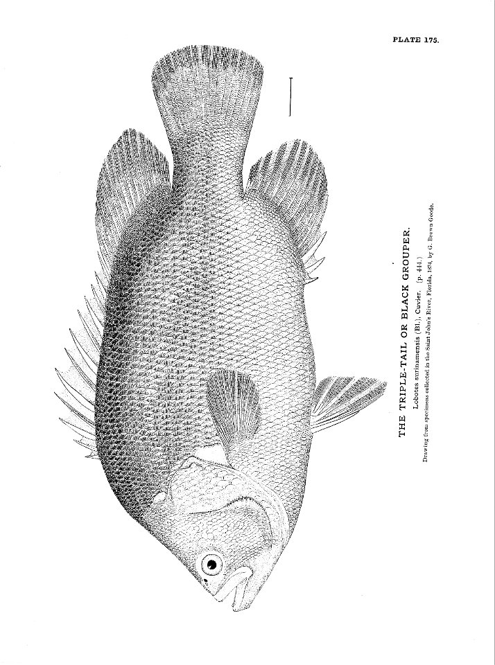 n385_w1150