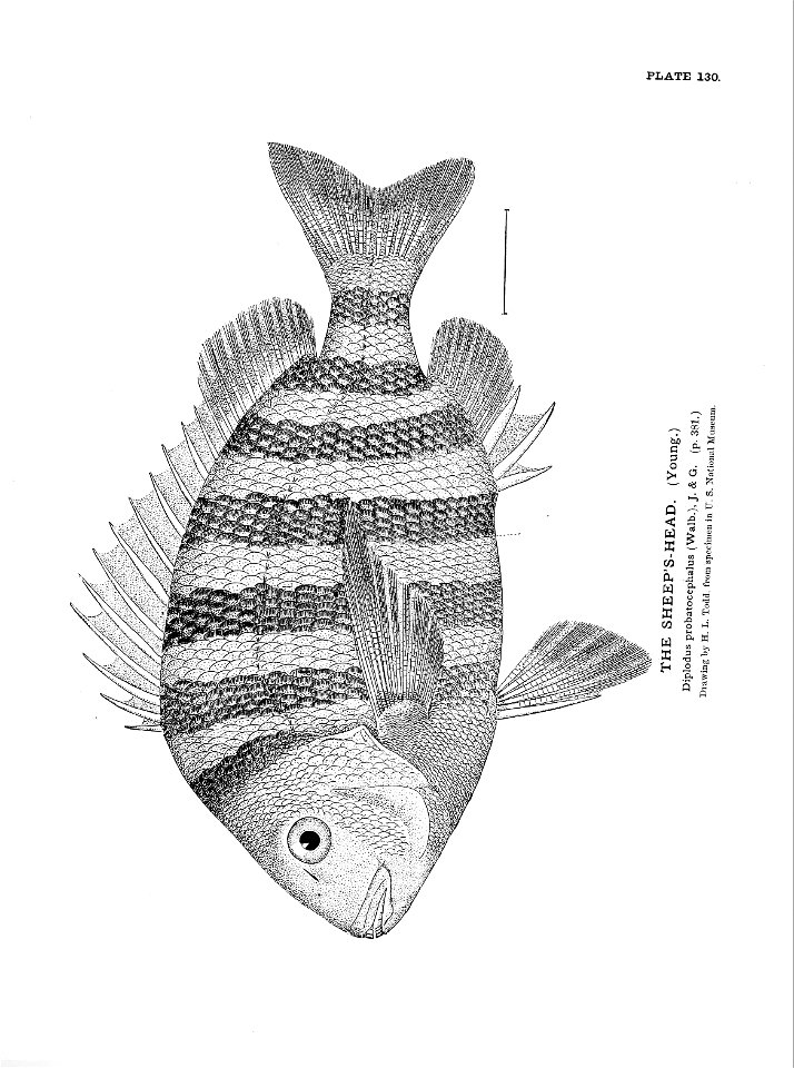 n295_w1150