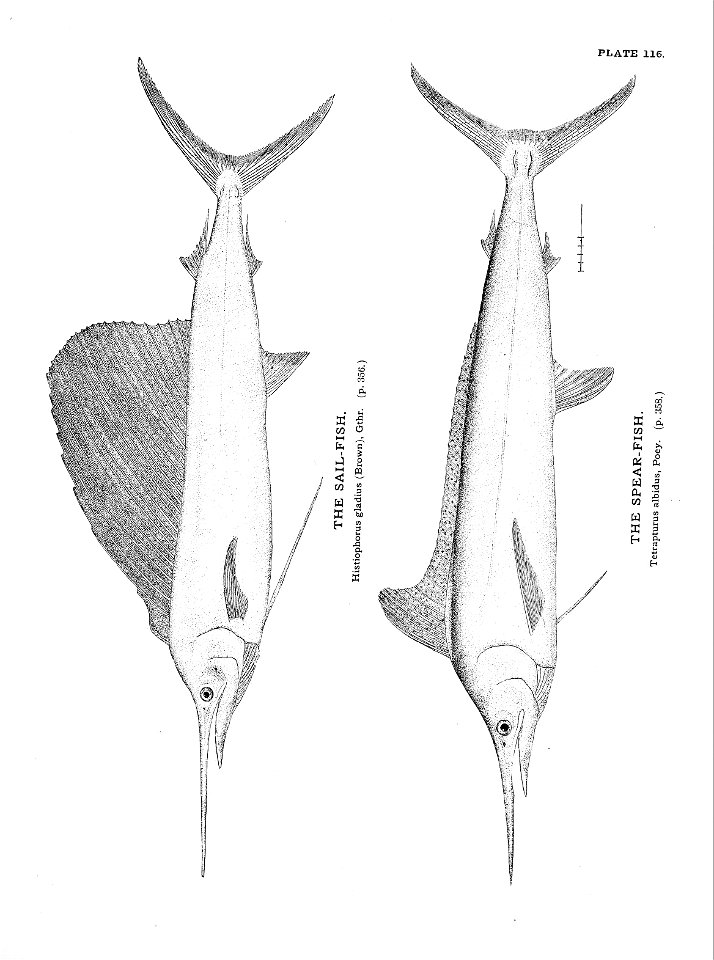 n265_w1150