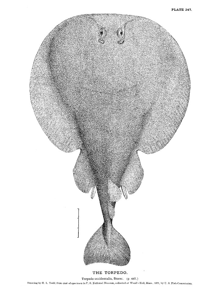 n549_w1150