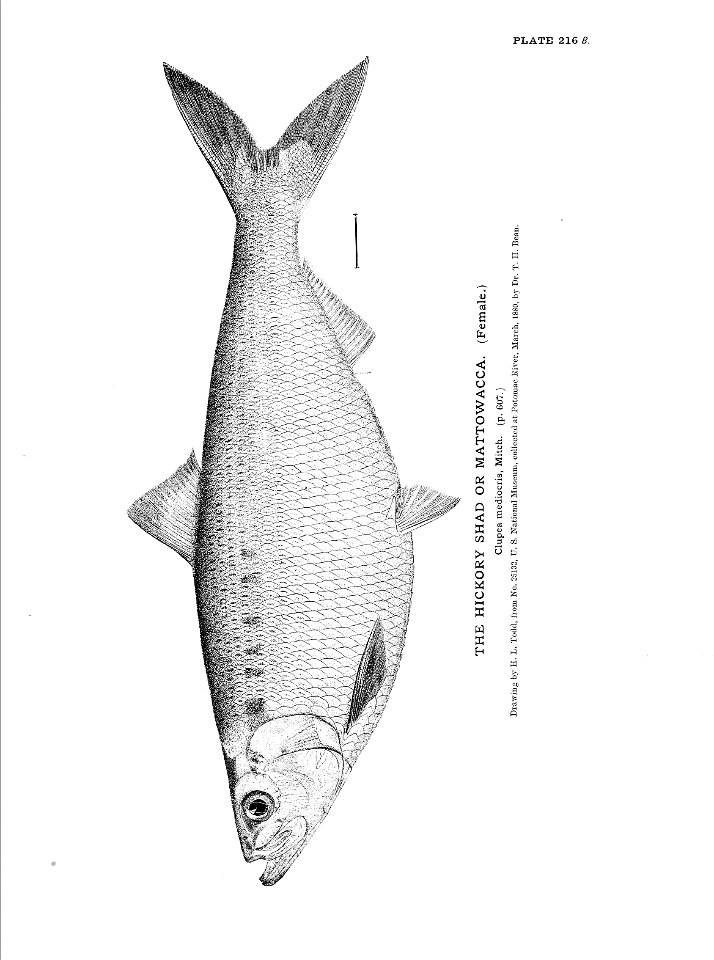n483_w1150