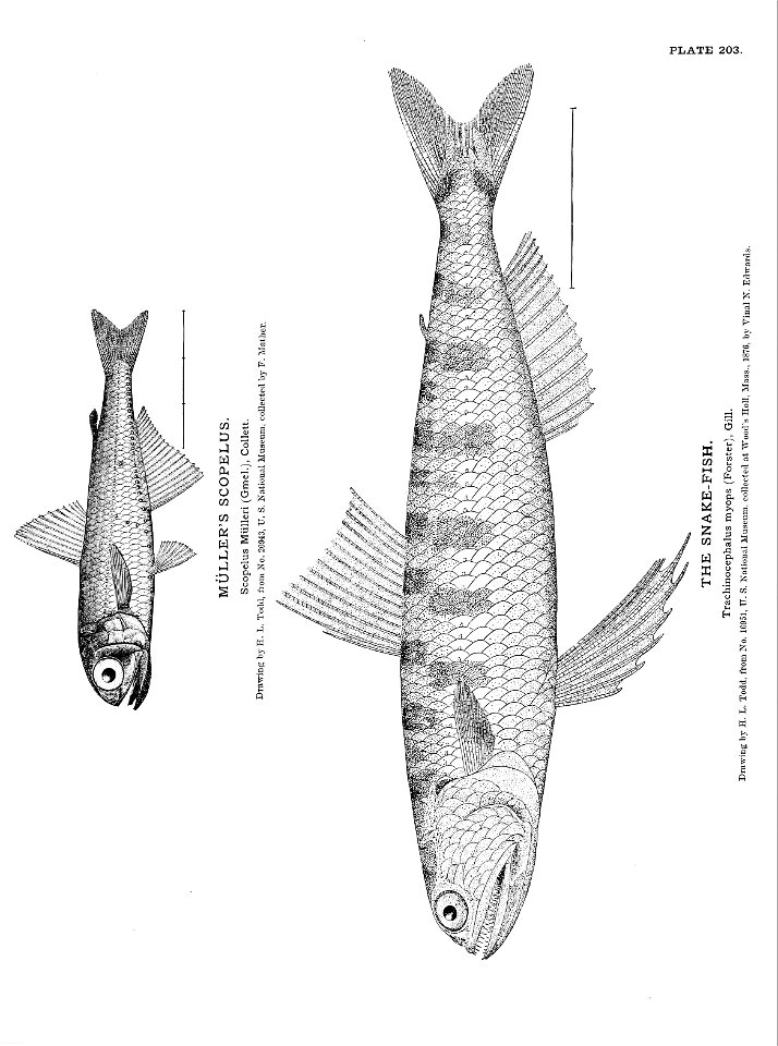 n453_w1150