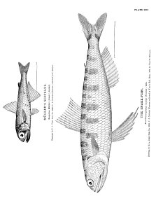 n453_w1150