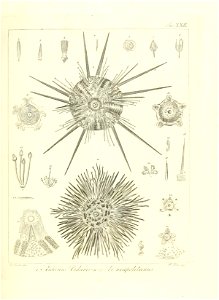 n52_w1150
