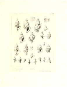 n42_w1150