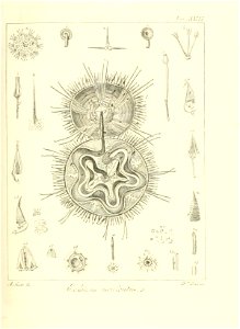 n54_w1150
