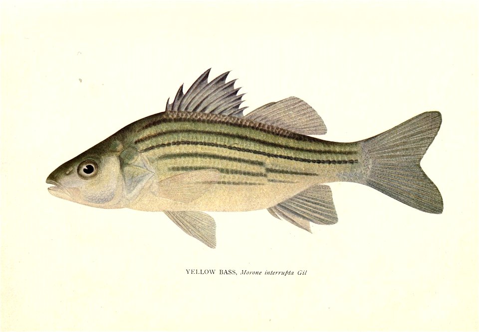 n593_w1150
