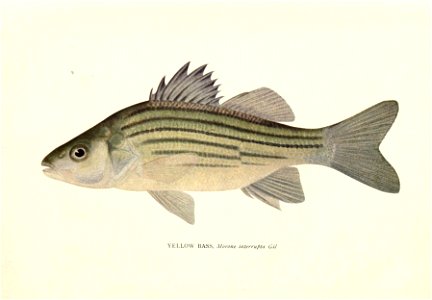 n593_w1150