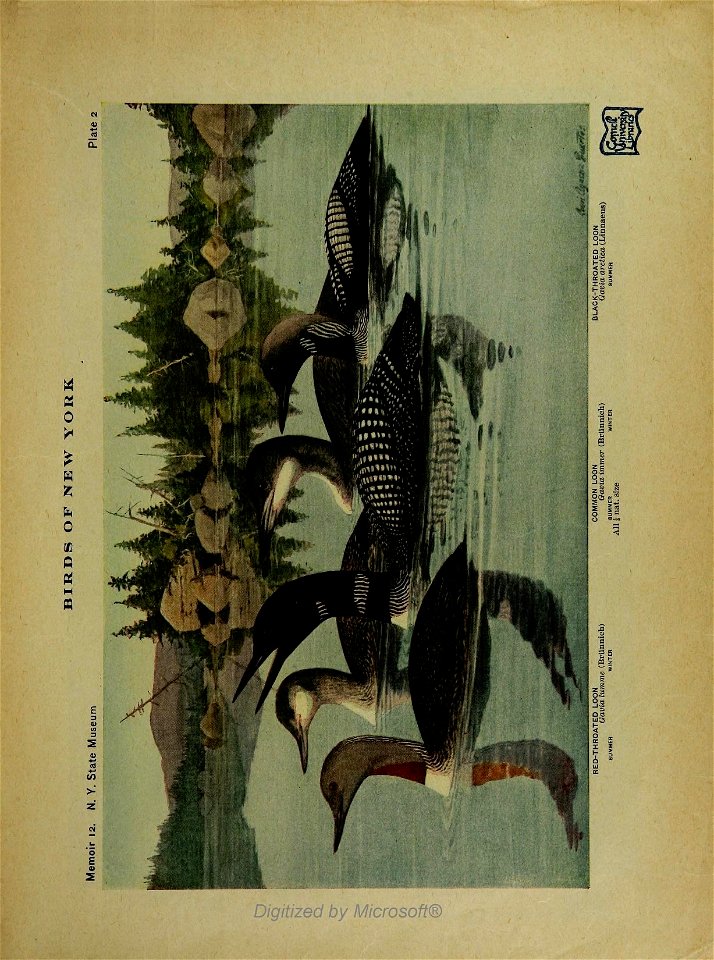 n8_w1150