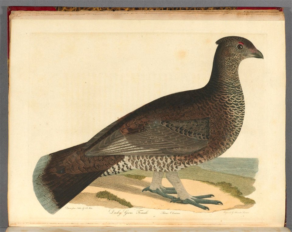 n41_w1150