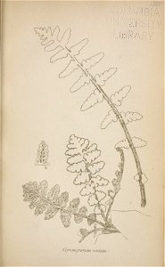 n252_w1150