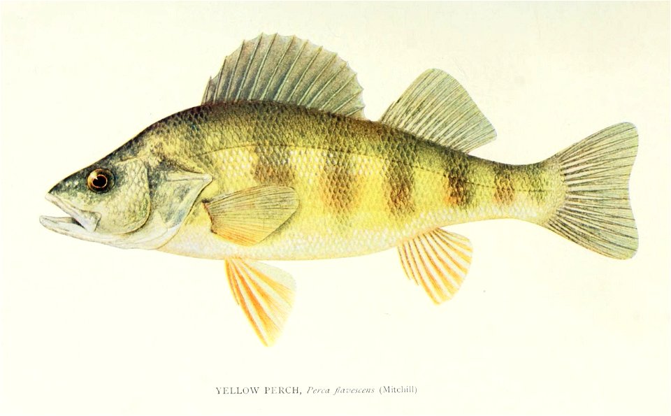 n506_w1150
