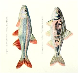 n339_w1150