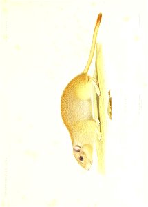n198_w1150