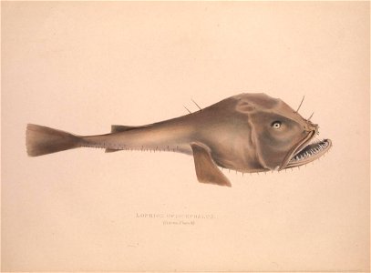 n43_w1150
