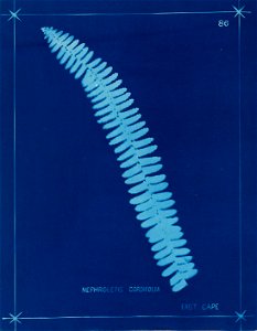 n95_w1150