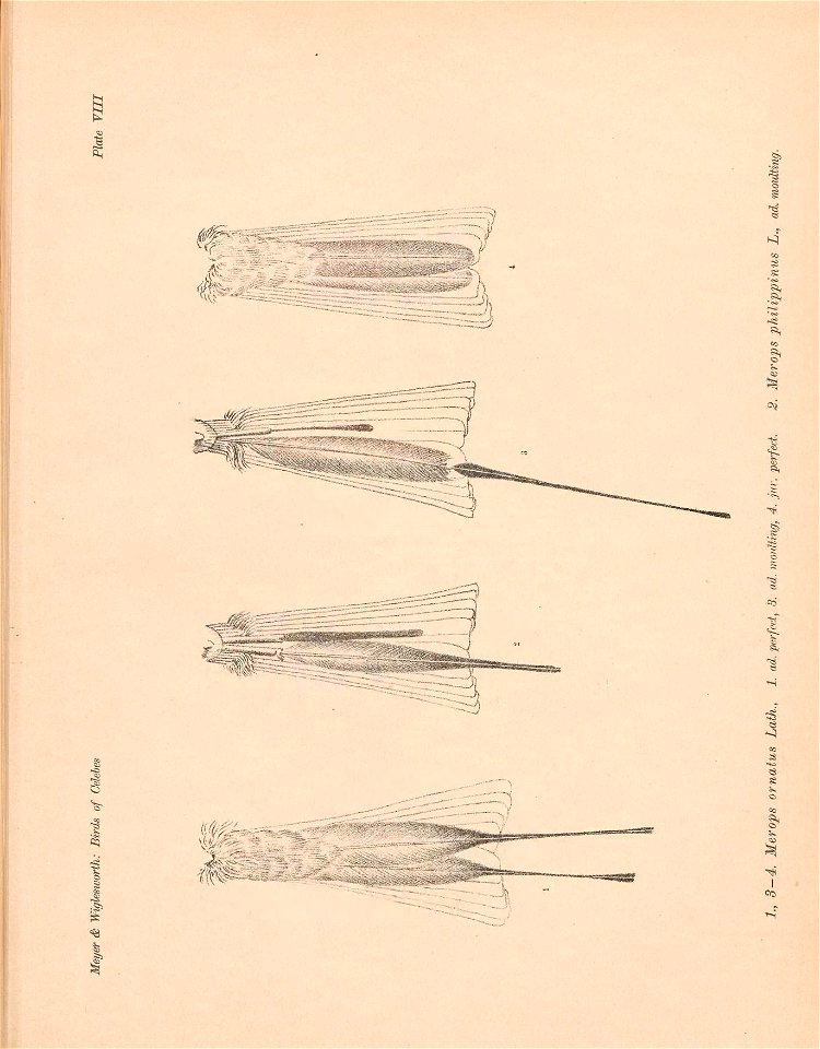 n594_w1150