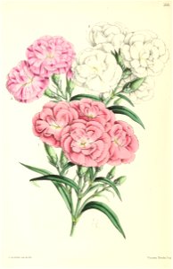 n245_w1150