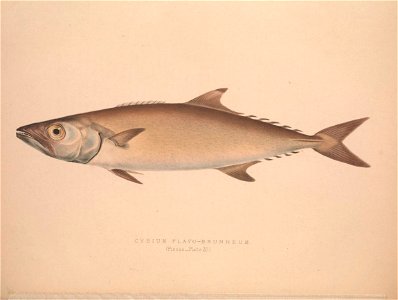 n93_w1150