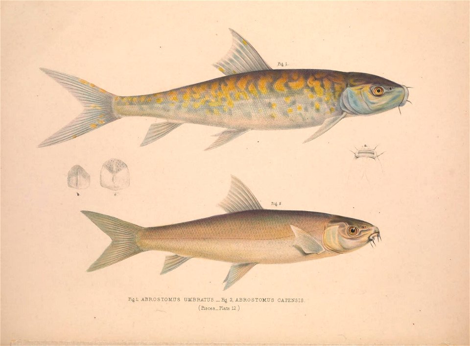 n59_w1150