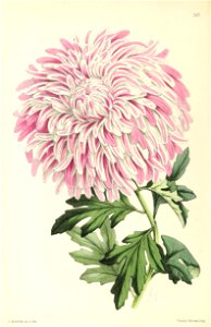 n65_w1150