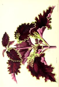 n131_w1150