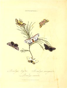 n155_w1150