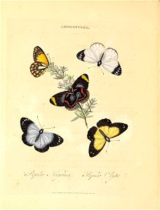 n95_w1150