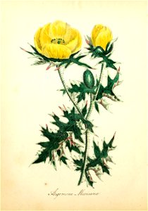 n175_w1150