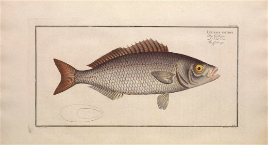 n171_w1150