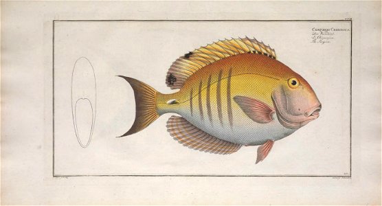 n350_w1150