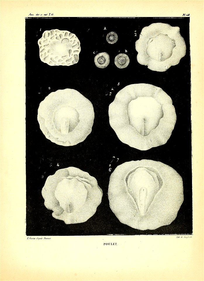 n294_w1150