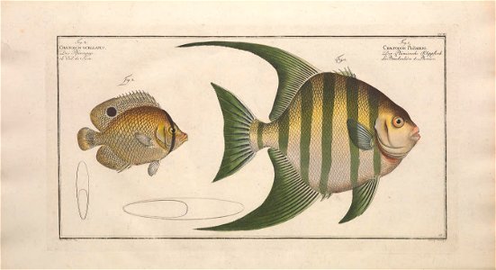 n359_w1150