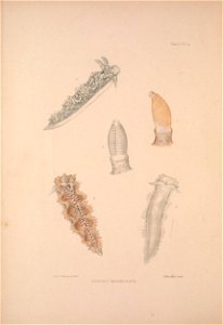 n271_w1150